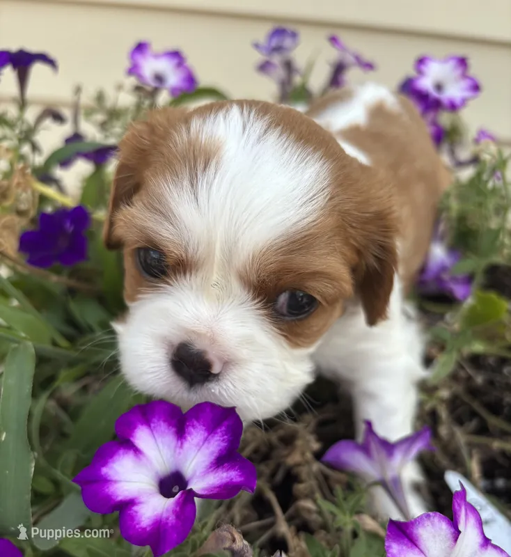 AKC Gwen – Cavalier King Charles Spaniel puppy for sale in Oklahoma City, OK
