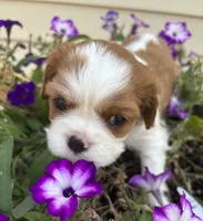 AKC Gwen, a female Cavalier King Charles Spaniel for sale in Oklahoma City, OK – 1 of 7