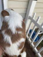 Beau, a male Cavalier King Charles Spaniel for sale in Oklahoma City, OK – 4 of 4