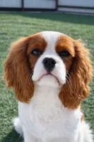 AKC Andy, a male Cavalier King Charles Spaniel for sale in Oklahoma City, OK – 5 of 5