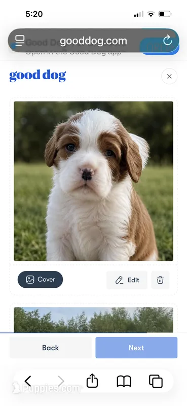 Beau – Cavalier King Charles Spaniel puppy for sale in Oklahoma City, OK