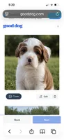 Beau, a male Cavalier King Charles Spaniel for sale in Oklahoma City, OK – 1 of 4