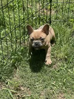 Tazzy , a female French Bulldog for sale in Carrollton, GA – 2 of 6