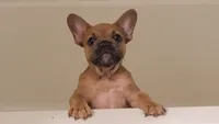 Tazzy , a female French Bulldog for sale in Carrollton, GA – 1 of 6
