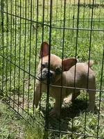 Tazzy , a female French Bulldog for sale in Carrollton, GA – 3 of 6