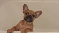 Tazzy , a female French Bulldog for sale in Carrollton, GA – 5 of 6