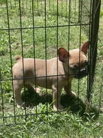 Tazzy , a female French Bulldog for sale in Carrollton, GA – 4 of 6
