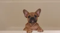Tazzy , a female French Bulldog for sale in Carrollton, GA – 6 of 6