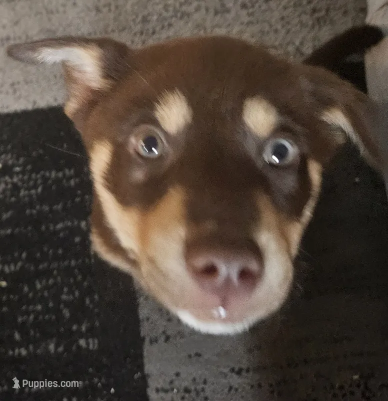 Luna – Labrador Retriever puppy for sale in Locust Grove, GA