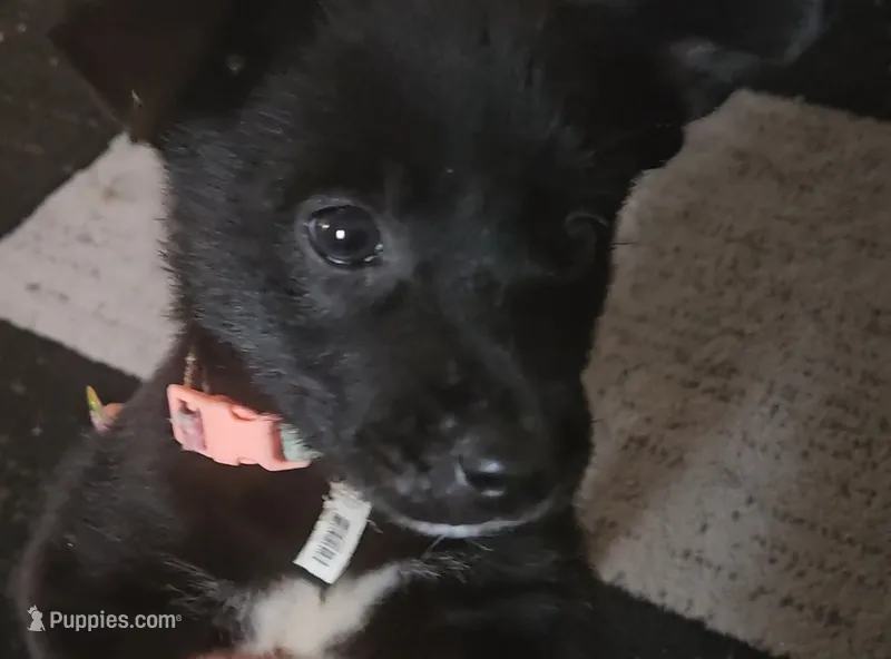Yuni – Labrador Retriever puppy for sale in Locust Grove, GA