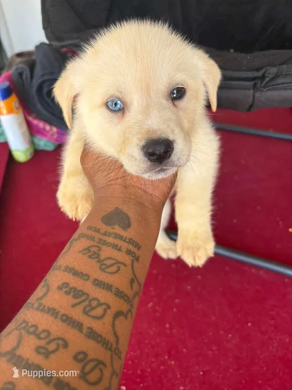 Ronin – Labrador Retriever puppy for sale in Locust Grove, GA