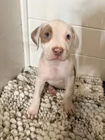 Isa, a female American Bully for sale in San Antonio, TX – 4 of 7