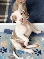 Isa, a female American Bully for sale in San Antonio, TX – 6 of 7