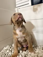 Titus, a male American Bully for sale in San Antonio, TX – 10 of 10