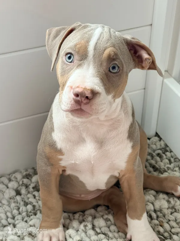 Ruth – American Bully puppy for sale in San Antonio, TX