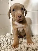Titus, a male American Bully for sale in San Antonio, TX – 1 of 10