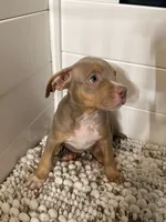 Sora, a female American Bully for sale in San Antonio, TX – 2 of 7