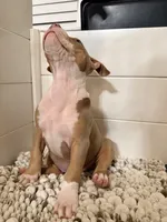 Ruth, a female American Bully for sale in San Antonio, TX – 3 of 7