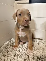 Maya, a female American Bully for sale in San Antonio, TX – 4 of 6