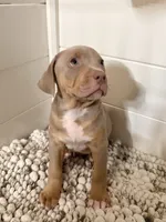 Titus, a male American Bully for sale in San Antonio, TX – 3 of 10