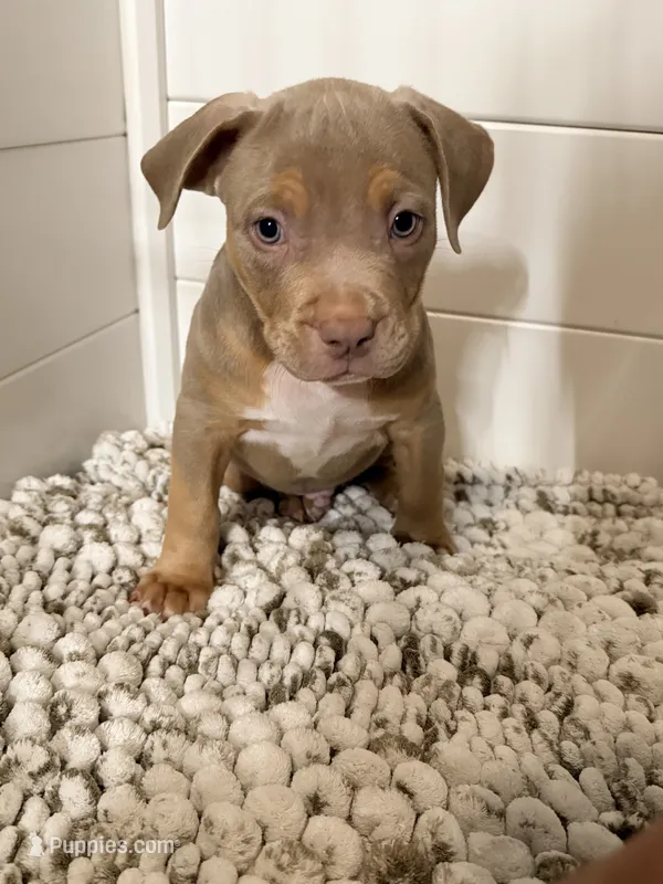 James – American Bully puppy for sale in San Antonio, TX