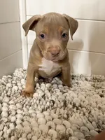 James, a male American Bully for sale in San Antonio, TX – 1 of 8