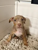 Sora, a female American Bully for sale in San Antonio, TX – 6 of 7
