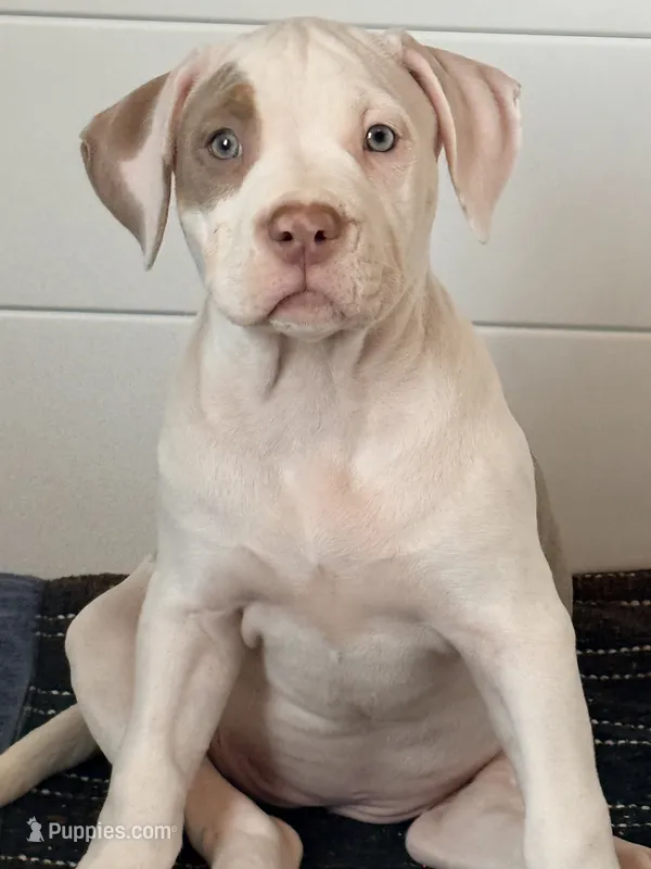 Isa – American Bully puppy for sale in San Antonio, TX