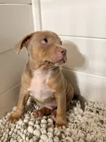 James, a male American Bully for sale in San Antonio, TX – 4 of 8