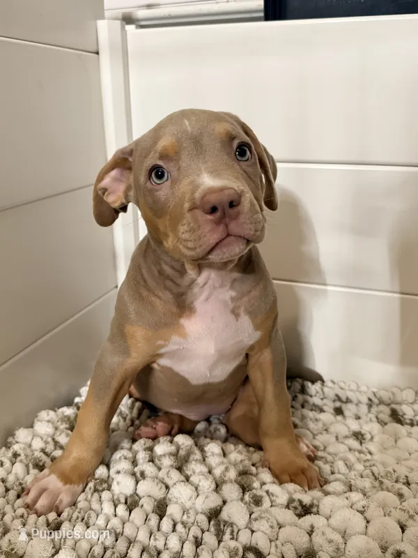 Sora – American Bully puppy for sale in San Antonio, TX