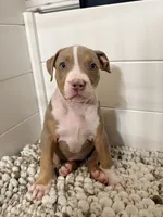 Ruth, a female American Bully for sale in San Antonio, TX – 6 of 7