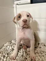 Isa, a female American Bully for sale in San Antonio, TX – 7 of 7