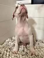 Isa, a female American Bully for sale in San Antonio, TX – 5 of 7