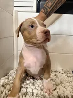 Ruth, a female American Bully for sale in San Antonio, TX – 7 of 7
