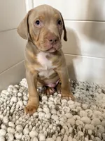 Titus, a male American Bully for sale in San Antonio, TX – 8 of 10