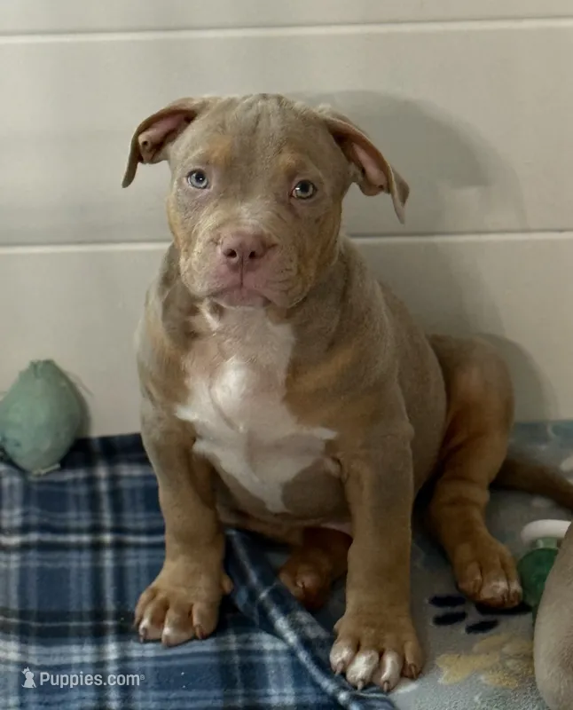 James – American Bully puppy for sale in San Antonio, TX