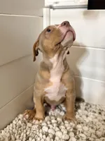 Zeus , a male American Bully for sale in San Antonio, TX – 4 of 8