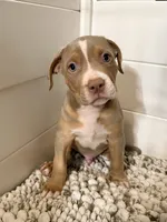 Zeus , a male American Bully for sale in San Antonio, TX – 3 of 8