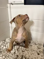 James, a male American Bully for sale in San Antonio, TX – 6 of 8