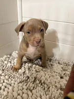 James, a male American Bully for sale in San Antonio, TX – 5 of 8