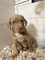 Titus, a male American Bully for sale in San Antonio, TX – 2 of 10