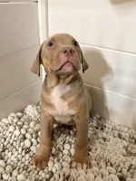 Titus, a male American Bully for sale in San Antonio, TX – 9 of 10