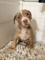 Zeus , a male American Bully for sale in San Antonio, TX – 8 of 8