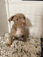 James, a male American Bully for sale in San Antonio, TX – 2 of 8