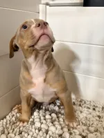 Zeus , a male American Bully for sale in San Antonio, TX – 6 of 8