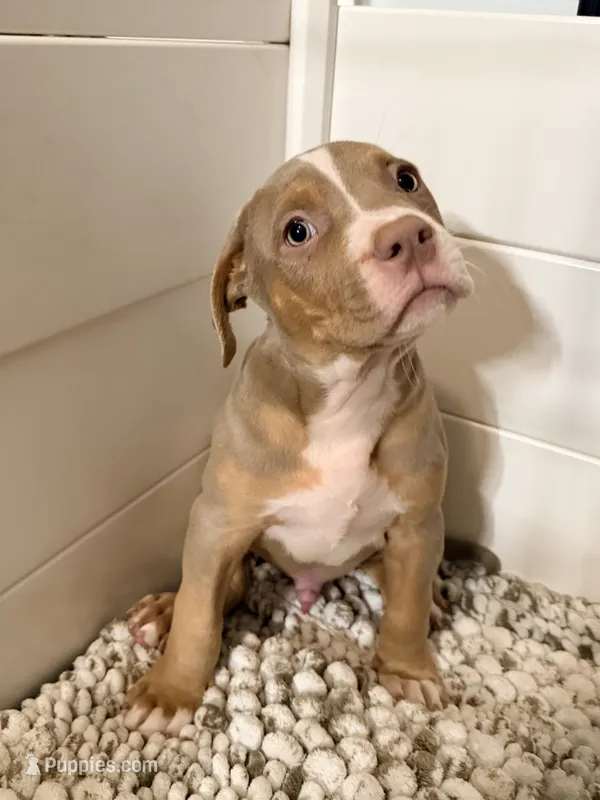 Zeus  – American Bully puppy for sale in San Antonio, TX