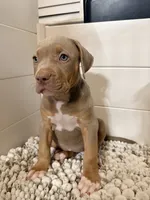 Maya, a female American Bully for sale in San Antonio, TX – 2 of 6
