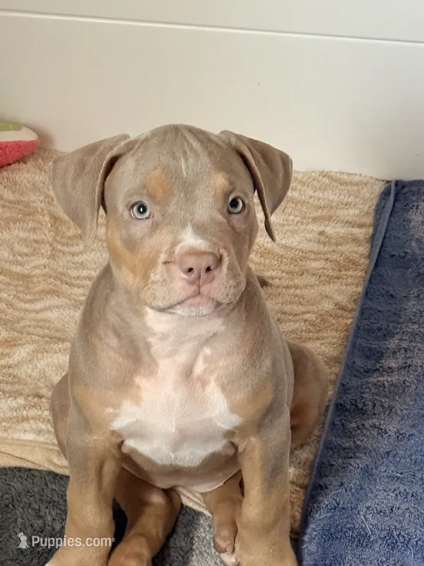 Sora – American Bully puppy for sale in San Antonio, TX