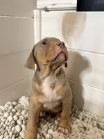 Titus, a male American Bully for sale in San Antonio, TX – 4 of 10