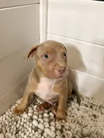James, a male American Bully for sale in San Antonio, TX – 7 of 8